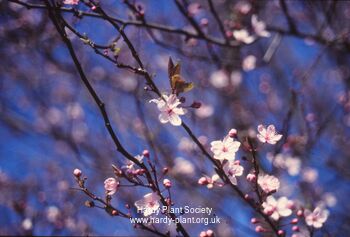 Prunus cerasifera prunus hi-res stock photography and images