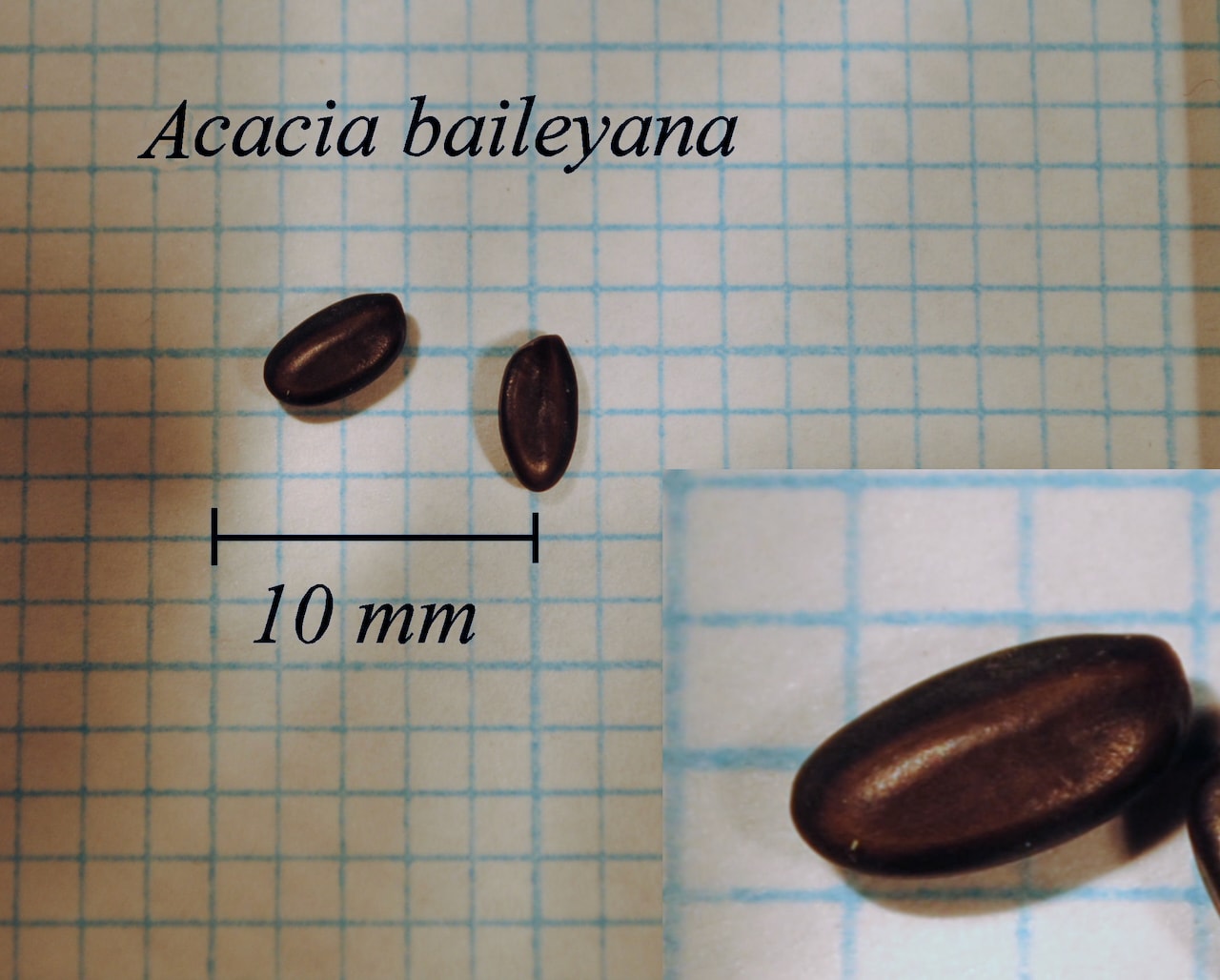 https://www.hardy-plant.org.uk/image/catalog/library/seeds/S00009.jpg