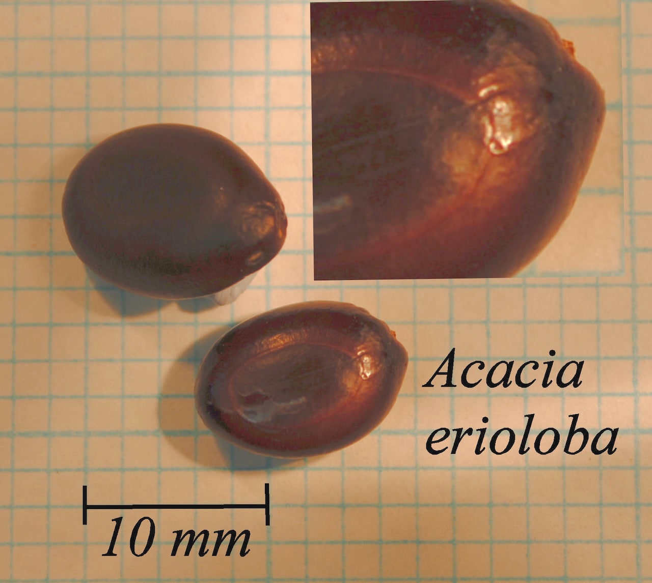 https://www.hardy-plant.org.uk/image/catalog/library/seeds/S00017.jpg
