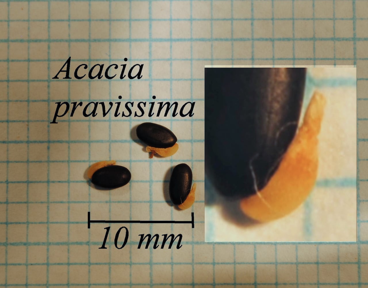 https://www.hardy-plant.org.uk/image/catalog/library/seeds/S00021.jpg