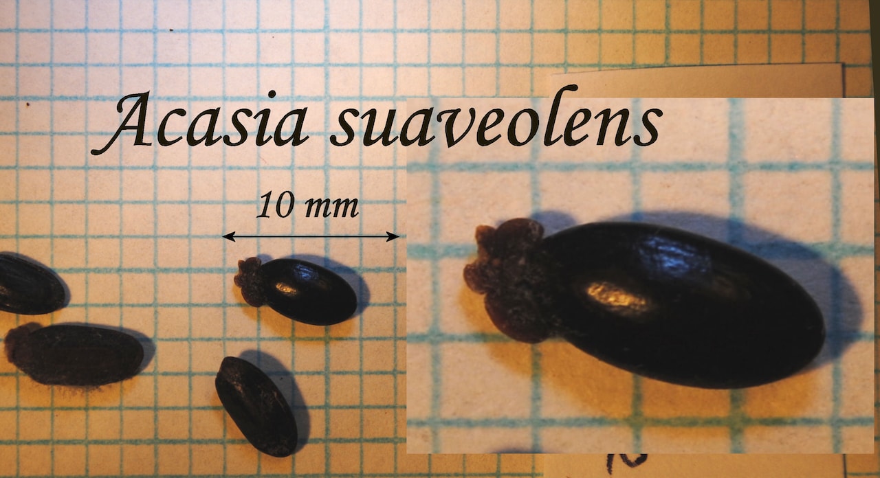 https://www.hardy-plant.org.uk/image/catalog/library/seeds/S00022.jpg