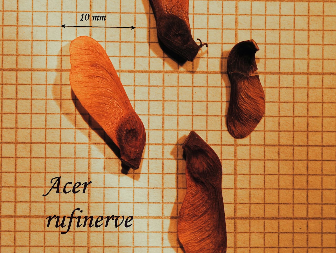 https://www.hardy-plant.org.uk/image/catalog/library/seeds/S00037.jpg
