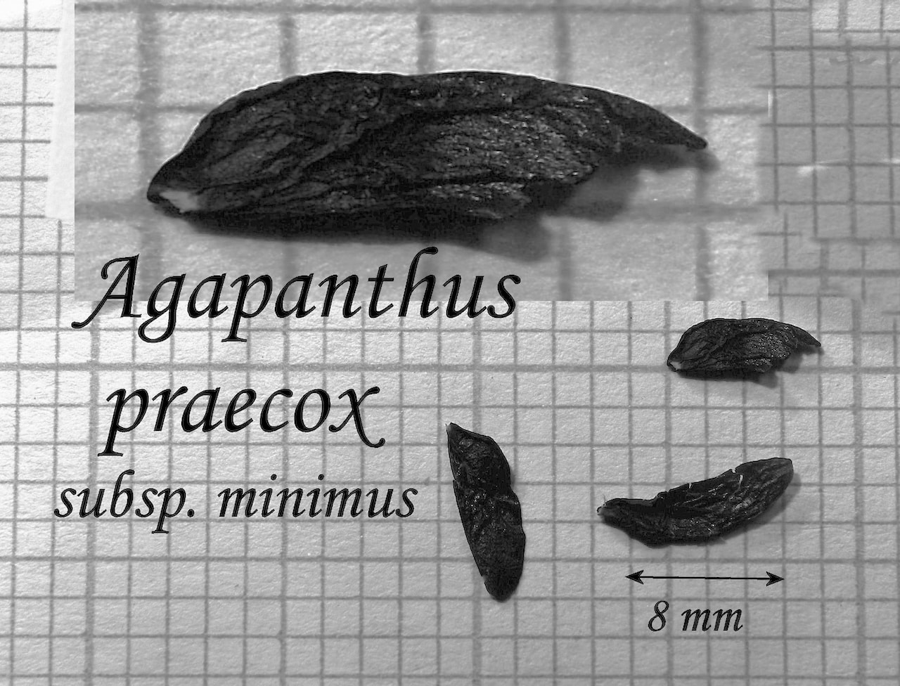https://www.hardy-plant.org.uk/image/catalog/library/seeds/S00074.jpg