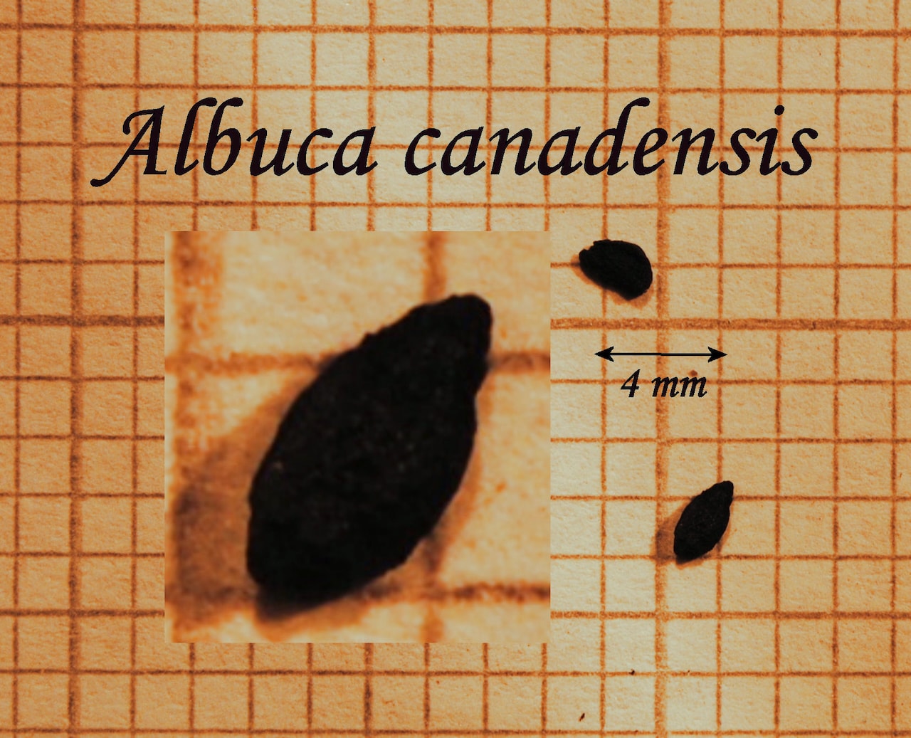 https://www.hardy-plant.org.uk/image/catalog/library/seeds/S00092.jpg