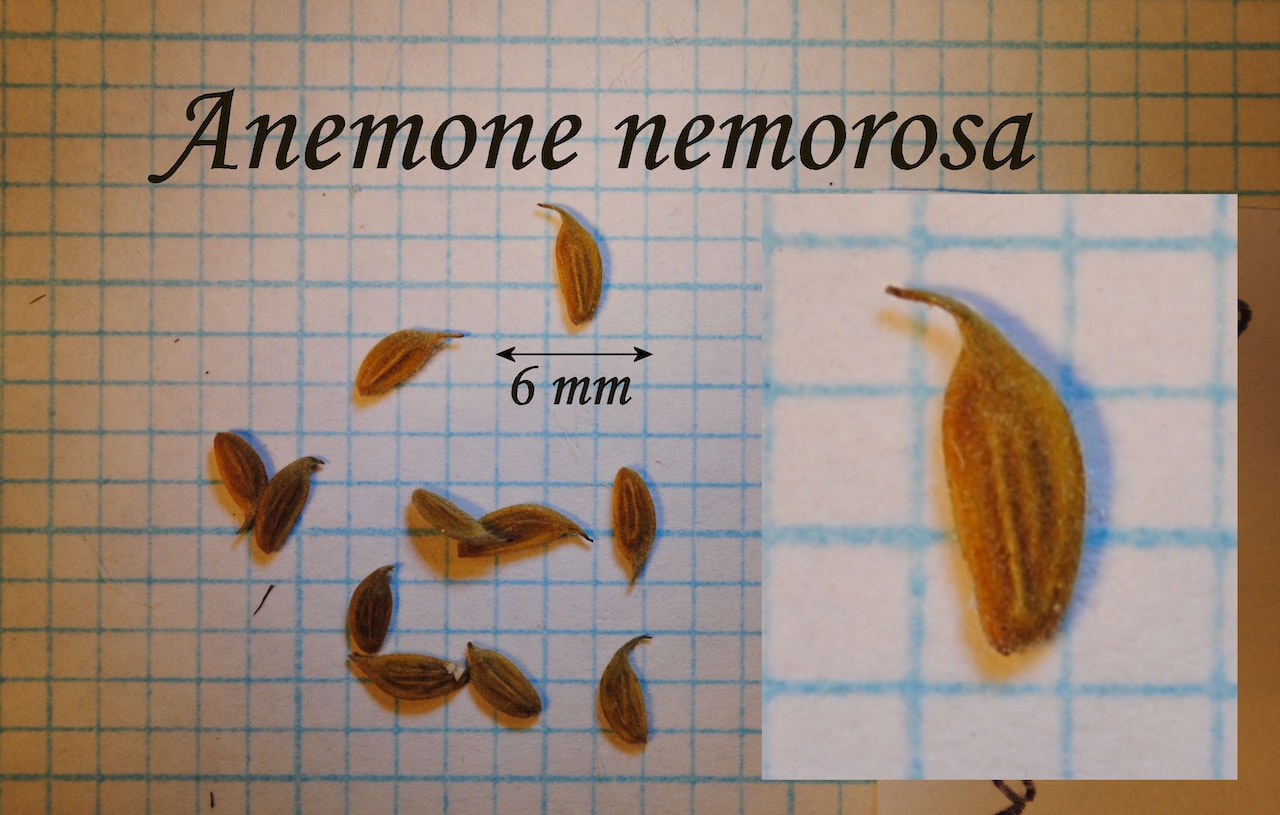 https://www.hardy-plant.org.uk/image/catalog/library/seeds/S00167.jpg