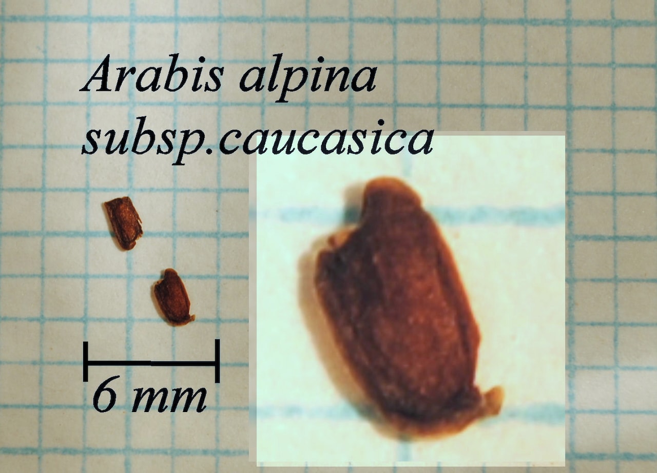 https://www.hardy-plant.org.uk/image/catalog/library/seeds/S00207.jpg