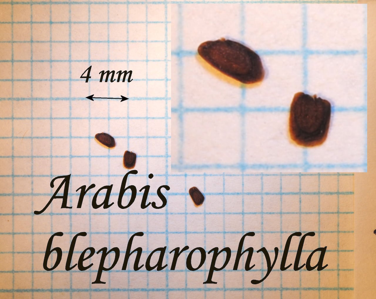 https://www.hardy-plant.org.uk/image/catalog/library/seeds/S00208.jpg