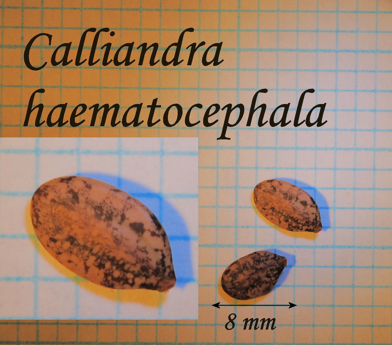 https://www.hardy-plant.org.uk/image/catalog/library/seeds/S00337.jpg