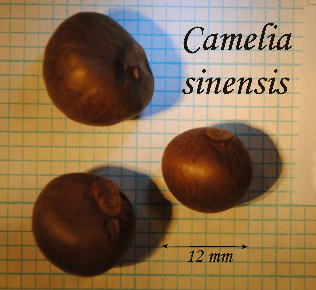 https://www.hardy-plant.org.uk/image/catalog/library/seeds/S00356.jpg