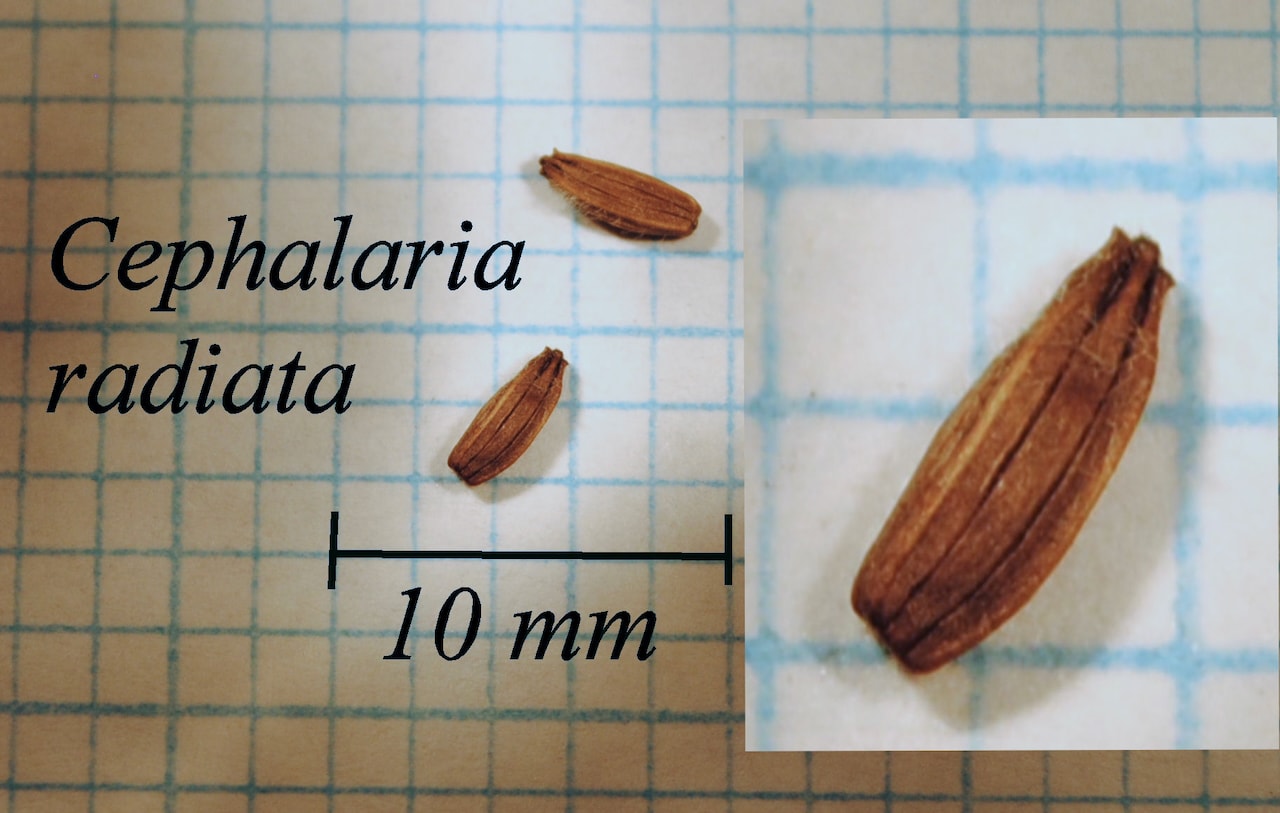 https://www.hardy-plant.org.uk/image/catalog/library/seeds/S00454.jpg