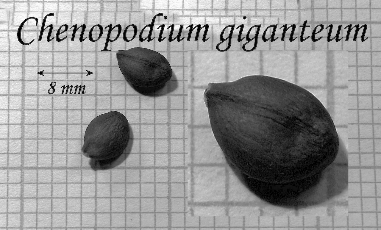 https://www.hardy-plant.org.uk/image/catalog/library/seeds/S00471.jpg