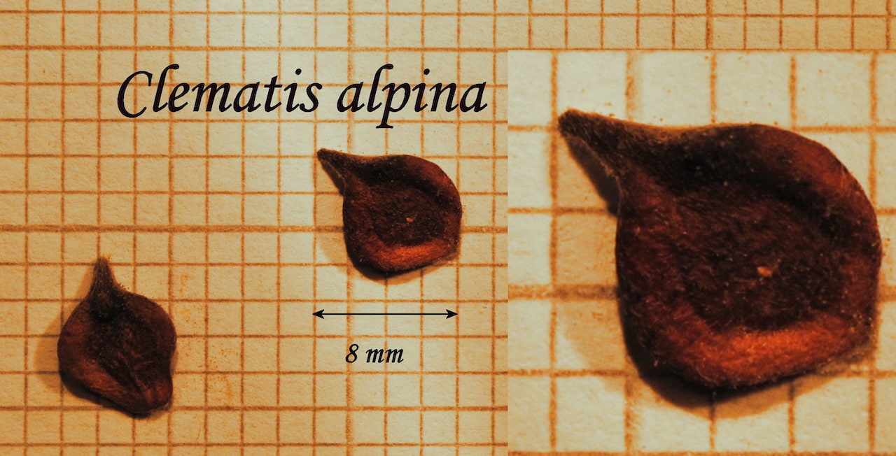 https://www.hardy-plant.org.uk/image/catalog/library/seeds/S00489.jpg