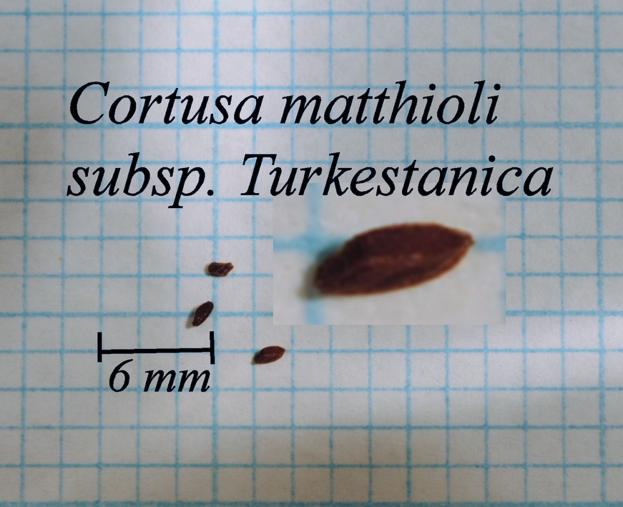 https://www.hardy-plant.org.uk/image/catalog/library/seeds/S00544.jpg