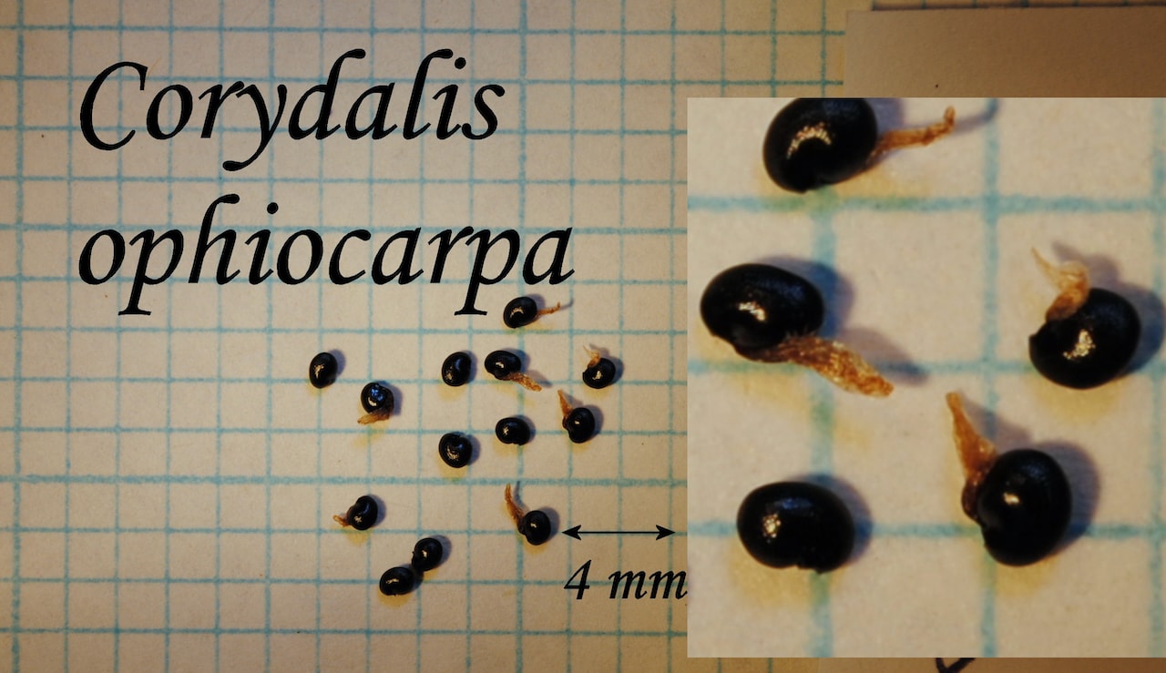 https://www.hardy-plant.org.uk/image/catalog/library/seeds/S00548.jpg