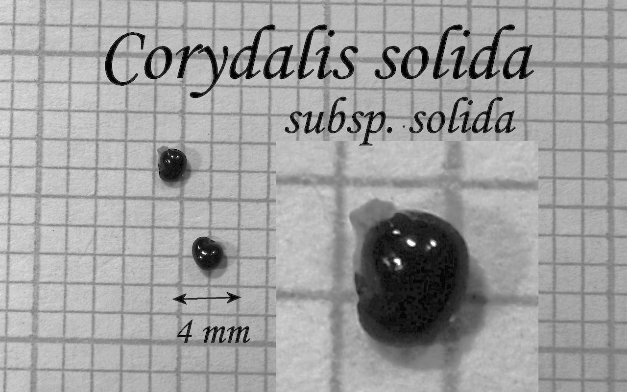 https://www.hardy-plant.org.uk/image/catalog/library/seeds/S00550.jpg