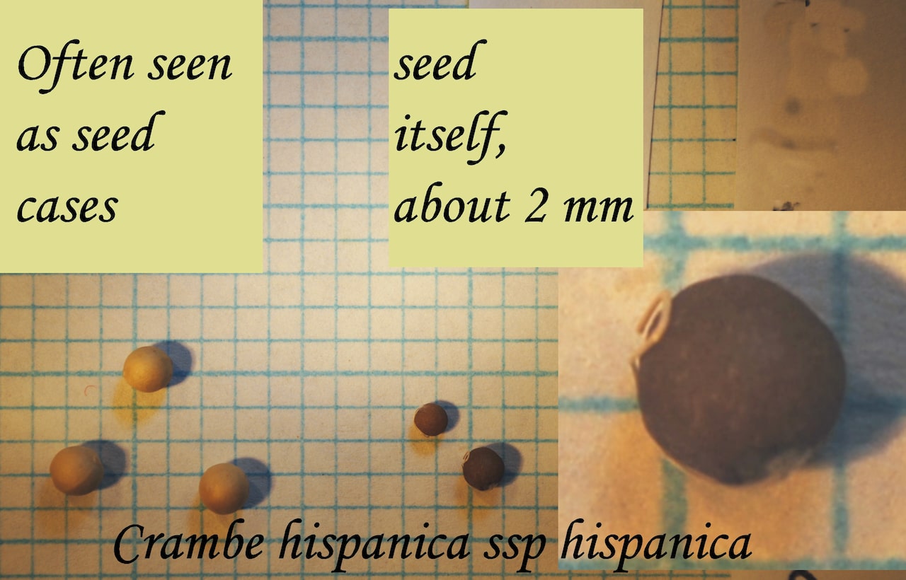 https://www.hardy-plant.org.uk/image/catalog/library/seeds/S00565.jpg
