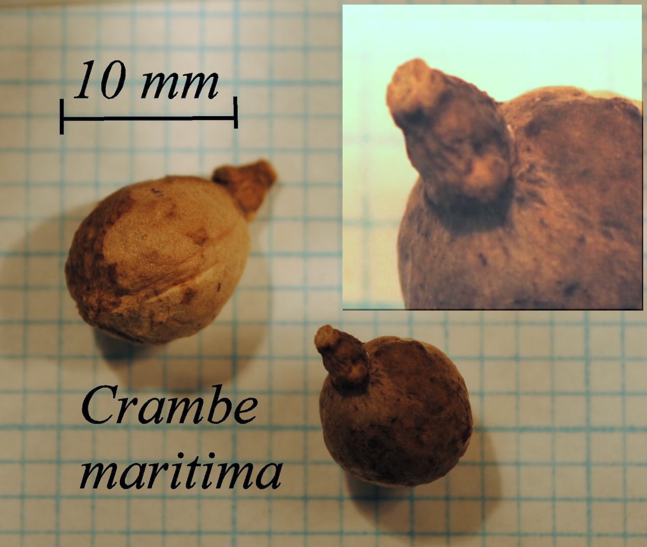 https://www.hardy-plant.org.uk/image/catalog/library/seeds/S00566.jpg