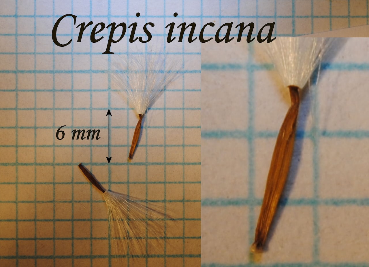 https://www.hardy-plant.org.uk/image/catalog/library/seeds/S00567.jpg