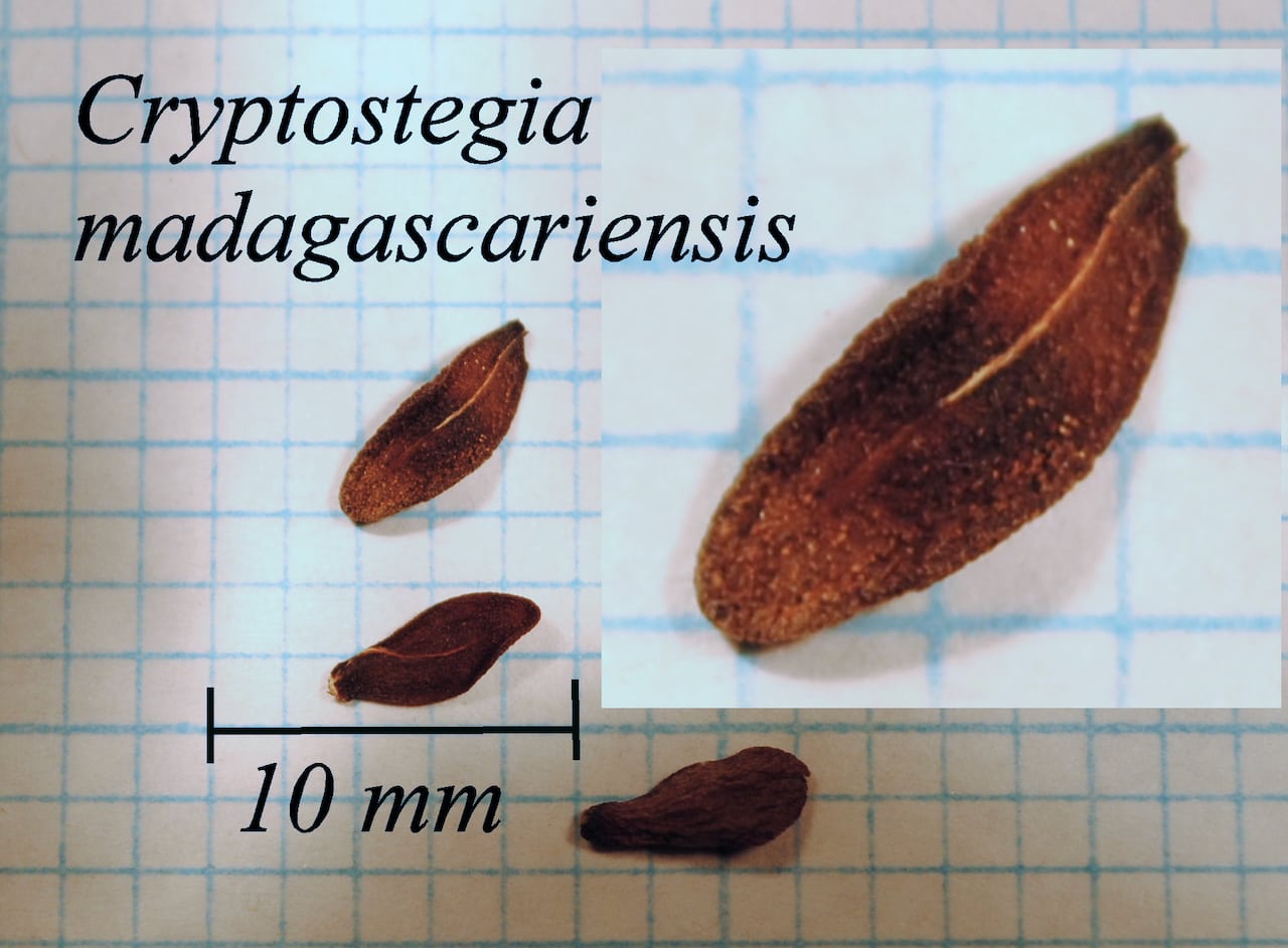 https://www.hardy-plant.org.uk/image/catalog/library/seeds/S00574.jpg