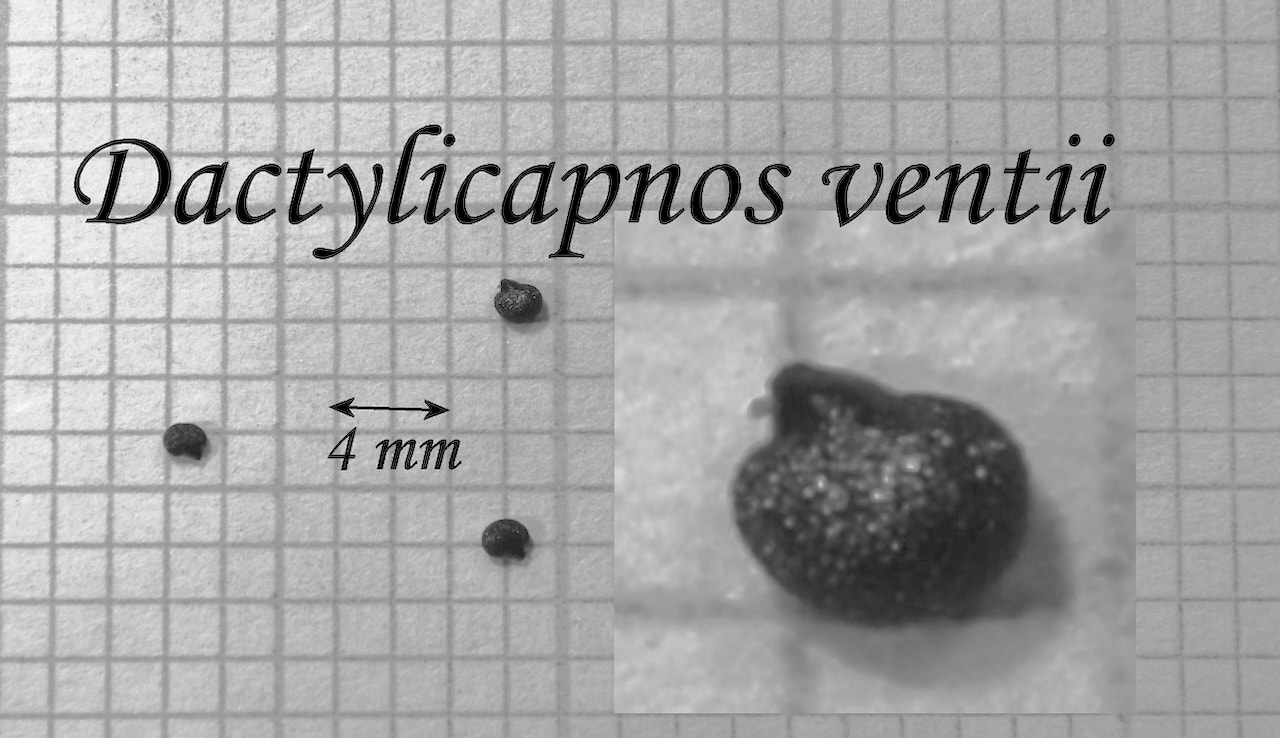 https://www.hardy-plant.org.uk/image/catalog/library/seeds/S00599.jpg