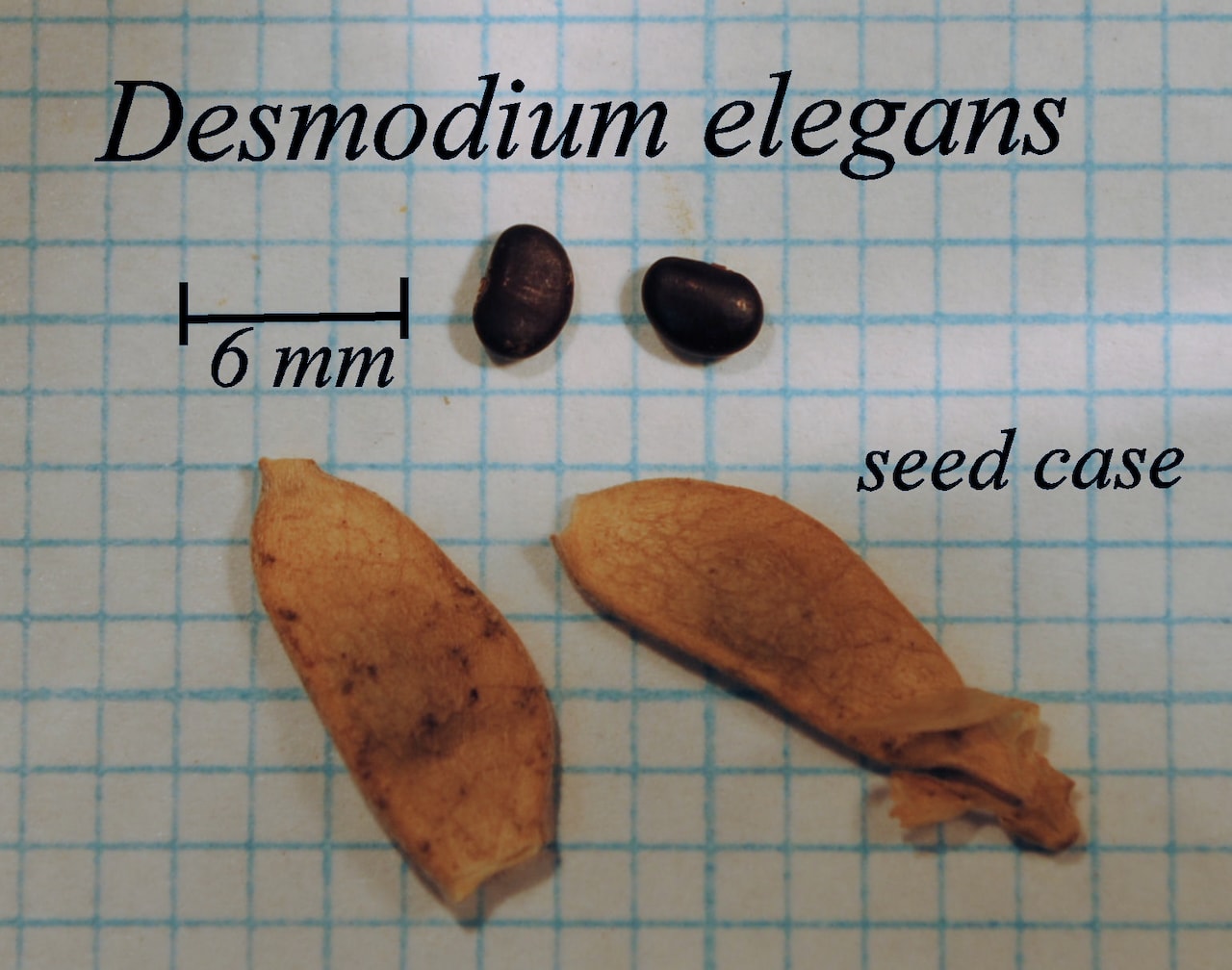 https://www.hardy-plant.org.uk/image/catalog/library/seeds/S00629.jpg
