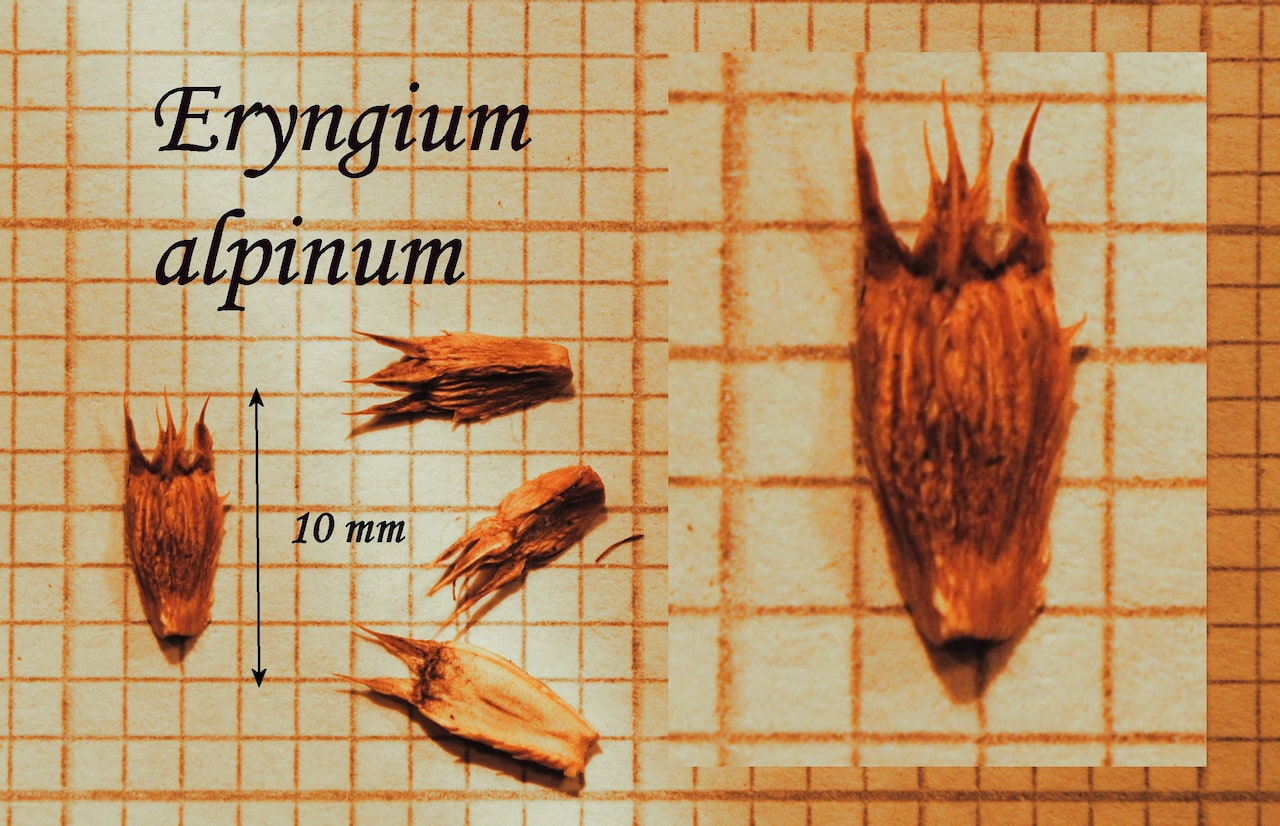 https://www.hardy-plant.org.uk/image/catalog/library/seeds/S00743.jpg