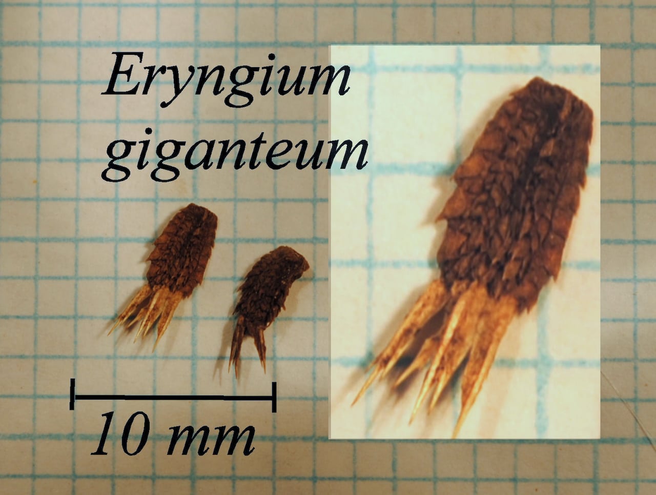 https://www.hardy-plant.org.uk/image/catalog/library/seeds/S00746.jpg