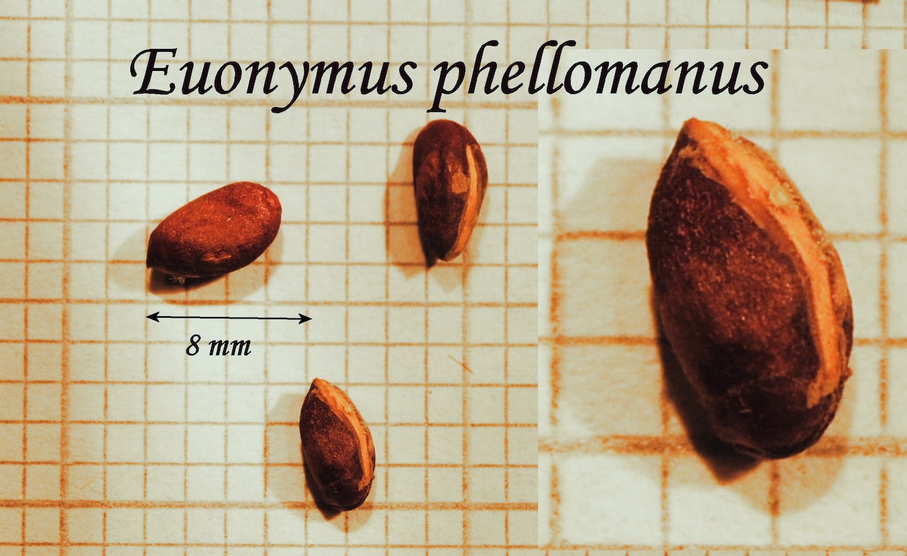 https://www.hardy-plant.org.uk/image/catalog/library/seeds/S00769.jpg