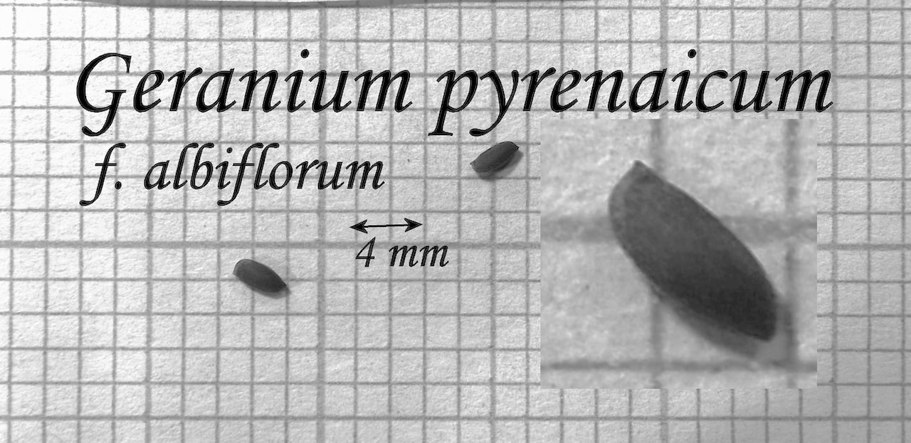 https://www.hardy-plant.org.uk/image/catalog/library/seeds/S00862.jpg