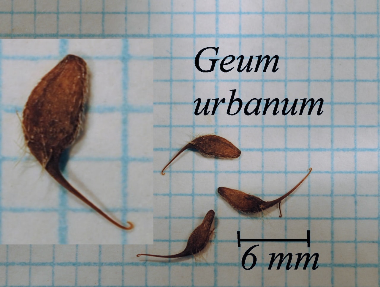 https://www.hardy-plant.org.uk/image/catalog/library/seeds/S00886.jpg