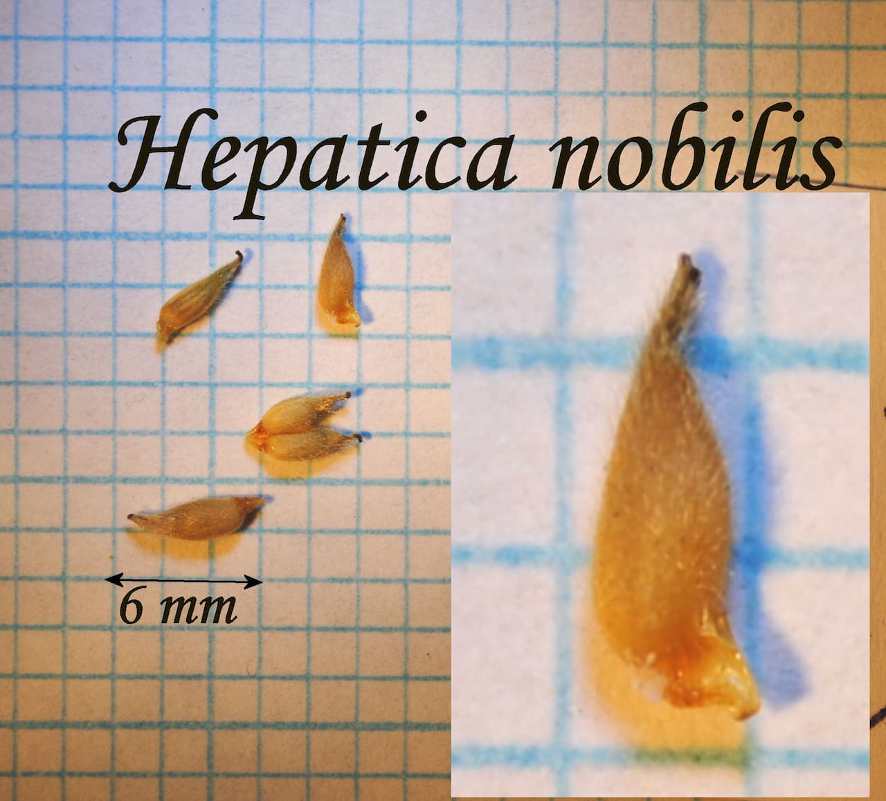 https://www.hardy-plant.org.uk/image/catalog/library/seeds/S00957.jpg