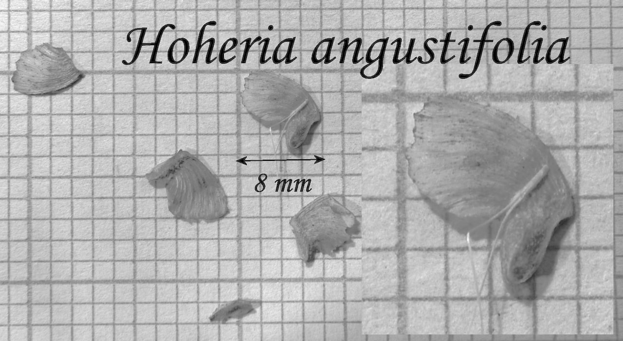 https://www.hardy-plant.org.uk/image/catalog/library/seeds/S00985.jpg