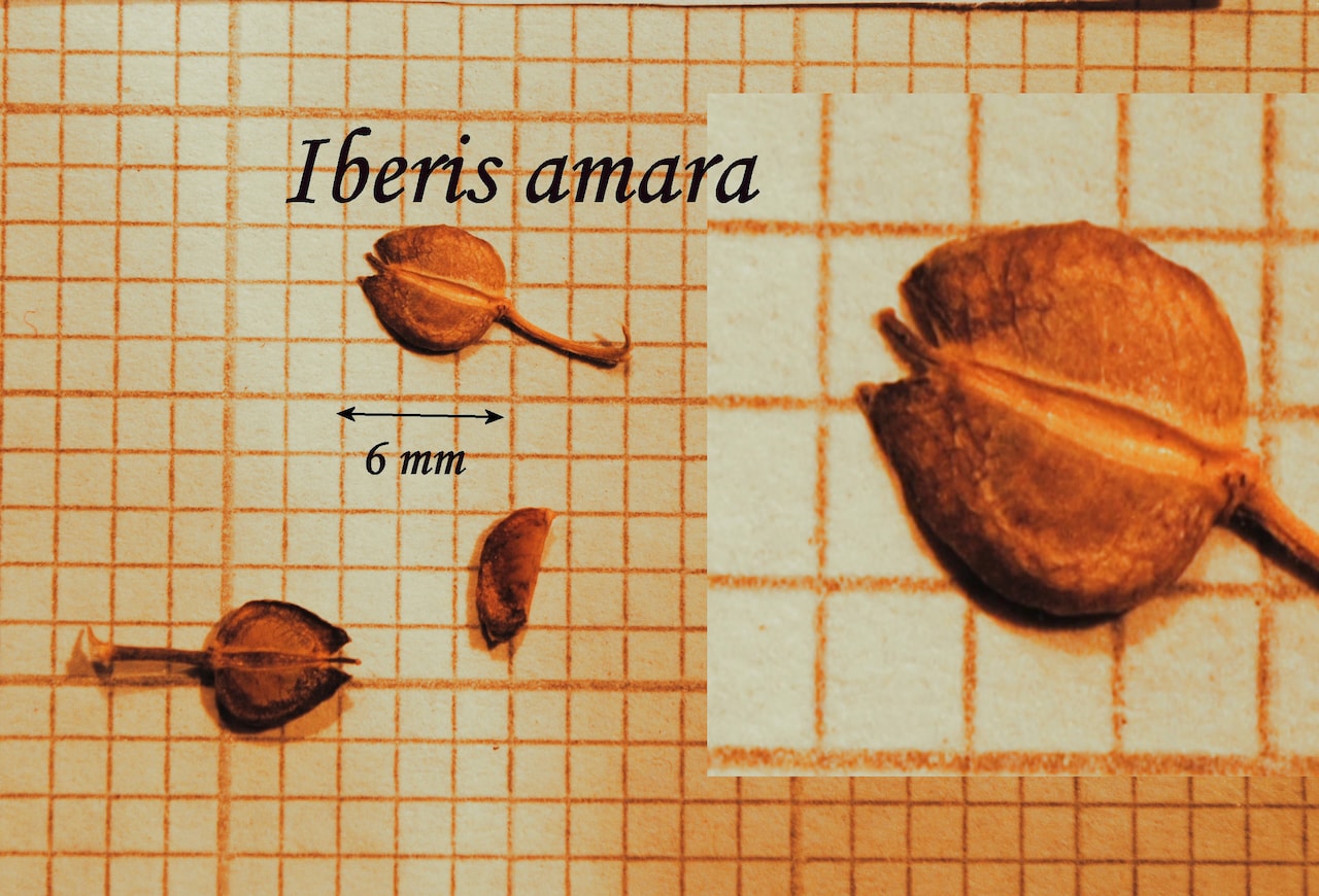 https://www.hardy-plant.org.uk/image/catalog/library/seeds/S01006.jpg