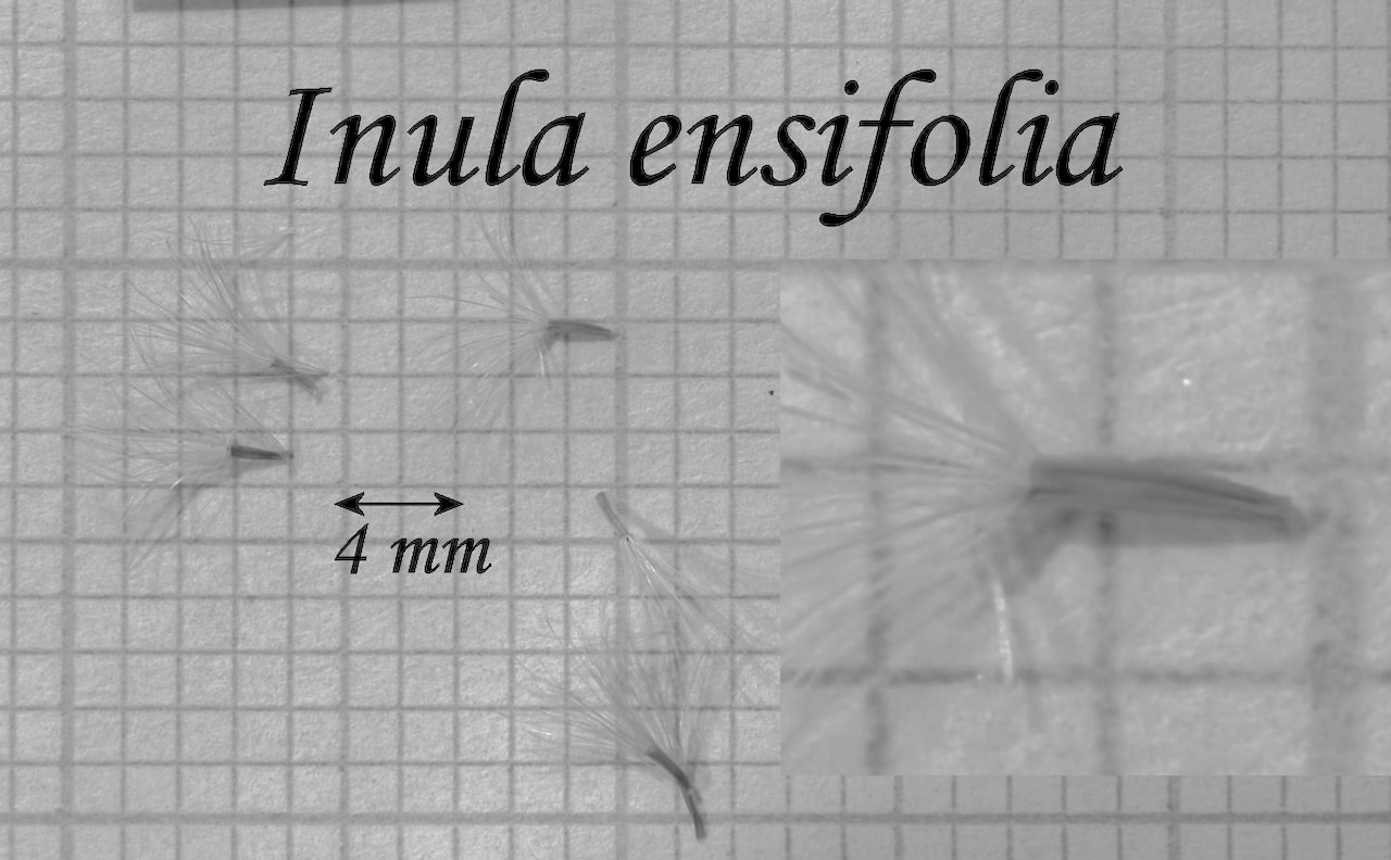 https://www.hardy-plant.org.uk/image/catalog/library/seeds/S01021.jpg