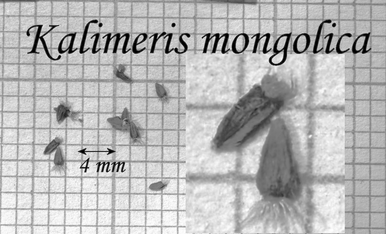 https://www.hardy-plant.org.uk/image/catalog/library/seeds/S01063.jpg