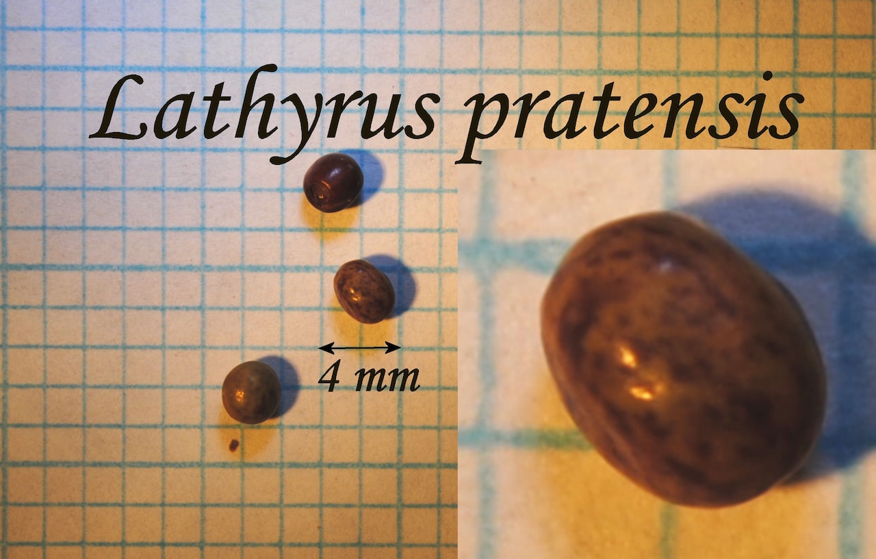 https://www.hardy-plant.org.uk/image/catalog/library/seeds/S01093.jpg