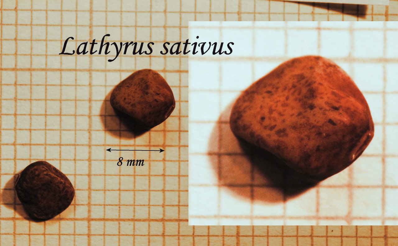 https://www.hardy-plant.org.uk/image/catalog/library/seeds/S01096.jpg