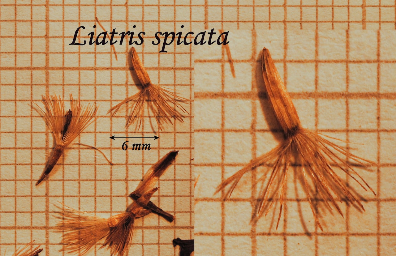 https://www.hardy-plant.org.uk/image/catalog/library/seeds/S01125.jpg