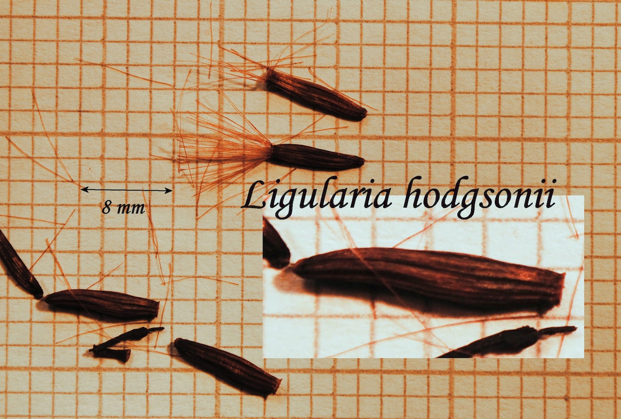 https://www.hardy-plant.org.uk/image/catalog/library/seeds/S01131.jpg