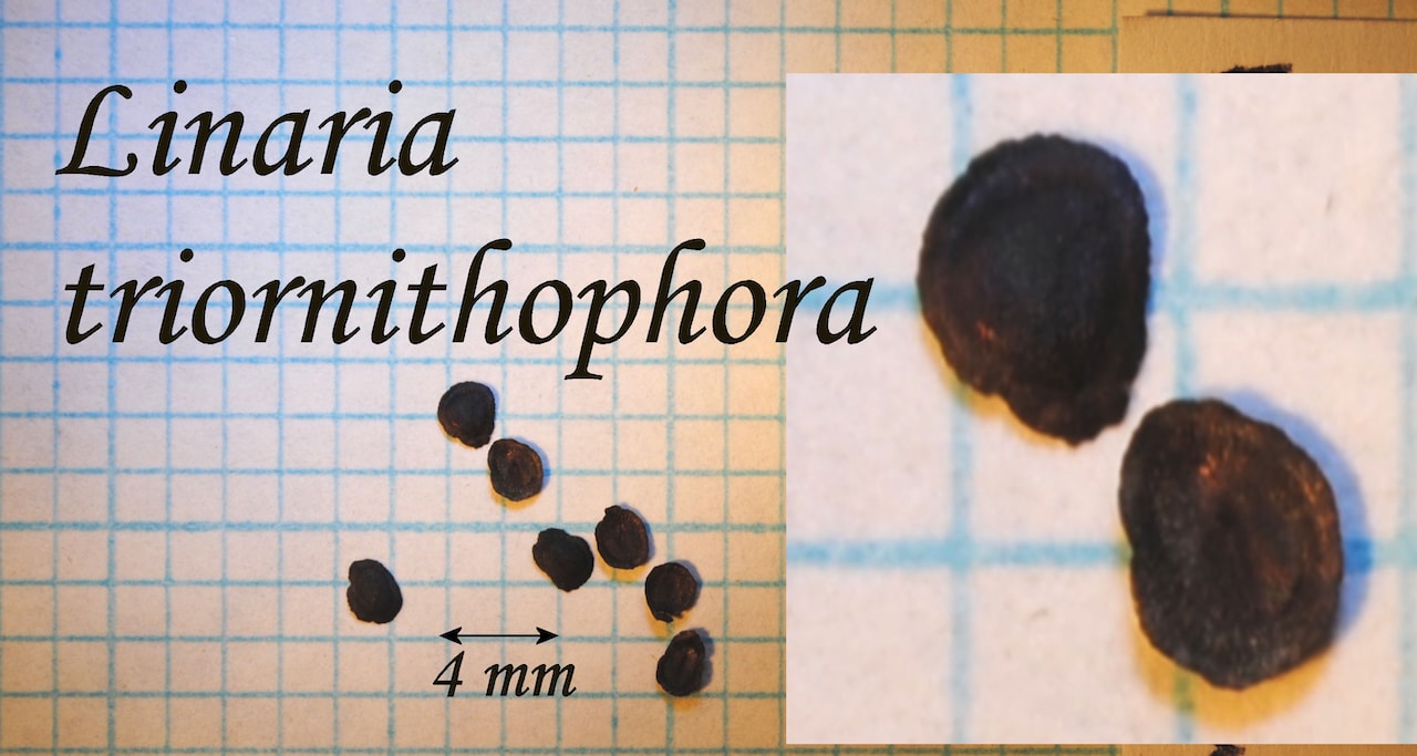 https://www.hardy-plant.org.uk/image/catalog/library/seeds/S01164.jpg