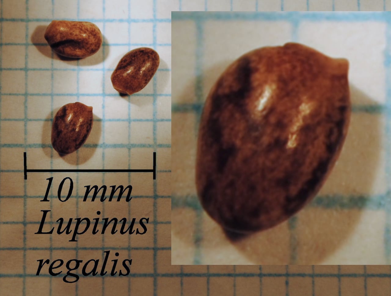https://www.hardy-plant.org.uk/image/catalog/library/seeds/S01211.jpg