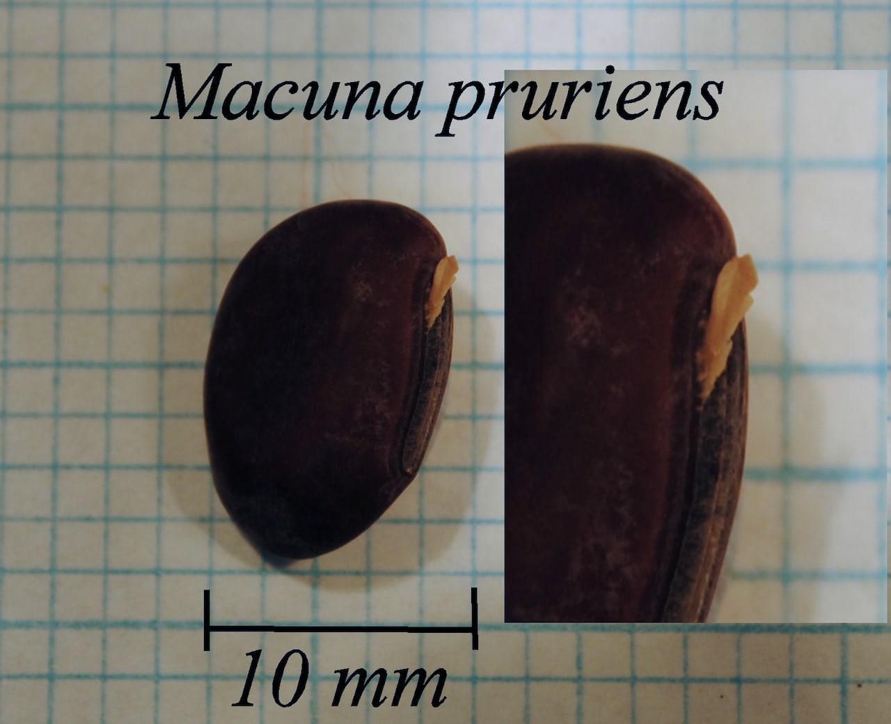 https://www.hardy-plant.org.uk/image/catalog/library/seeds/S01228.jpg