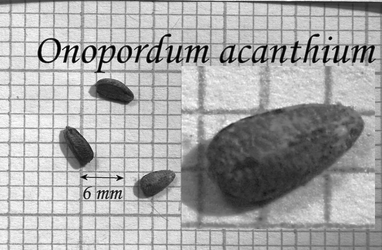 https://www.hardy-plant.org.uk/image/catalog/library/seeds/S01376.jpg