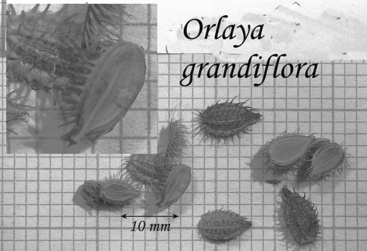 https://www.hardy-plant.org.uk/image/catalog/library/seeds/S01382.jpg