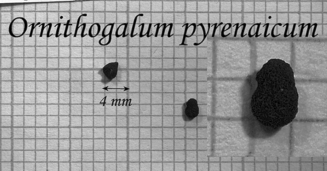 https://www.hardy-plant.org.uk/image/catalog/library/seeds/S01386.jpg