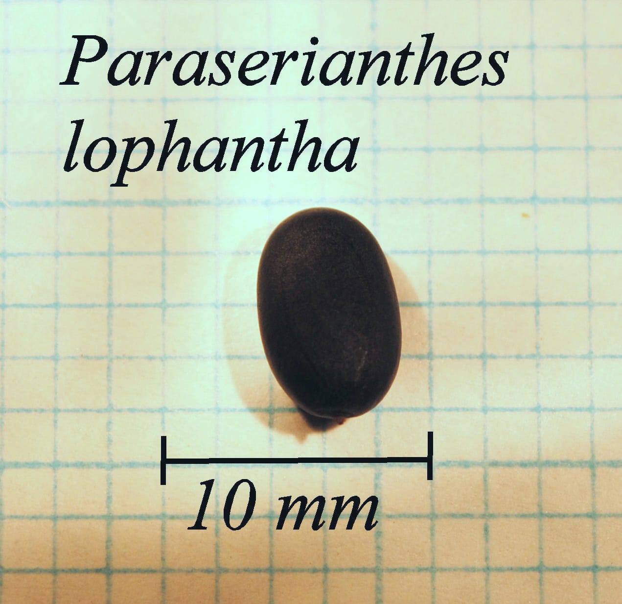 https://www.hardy-plant.org.uk/image/catalog/library/seeds/S01430.jpg