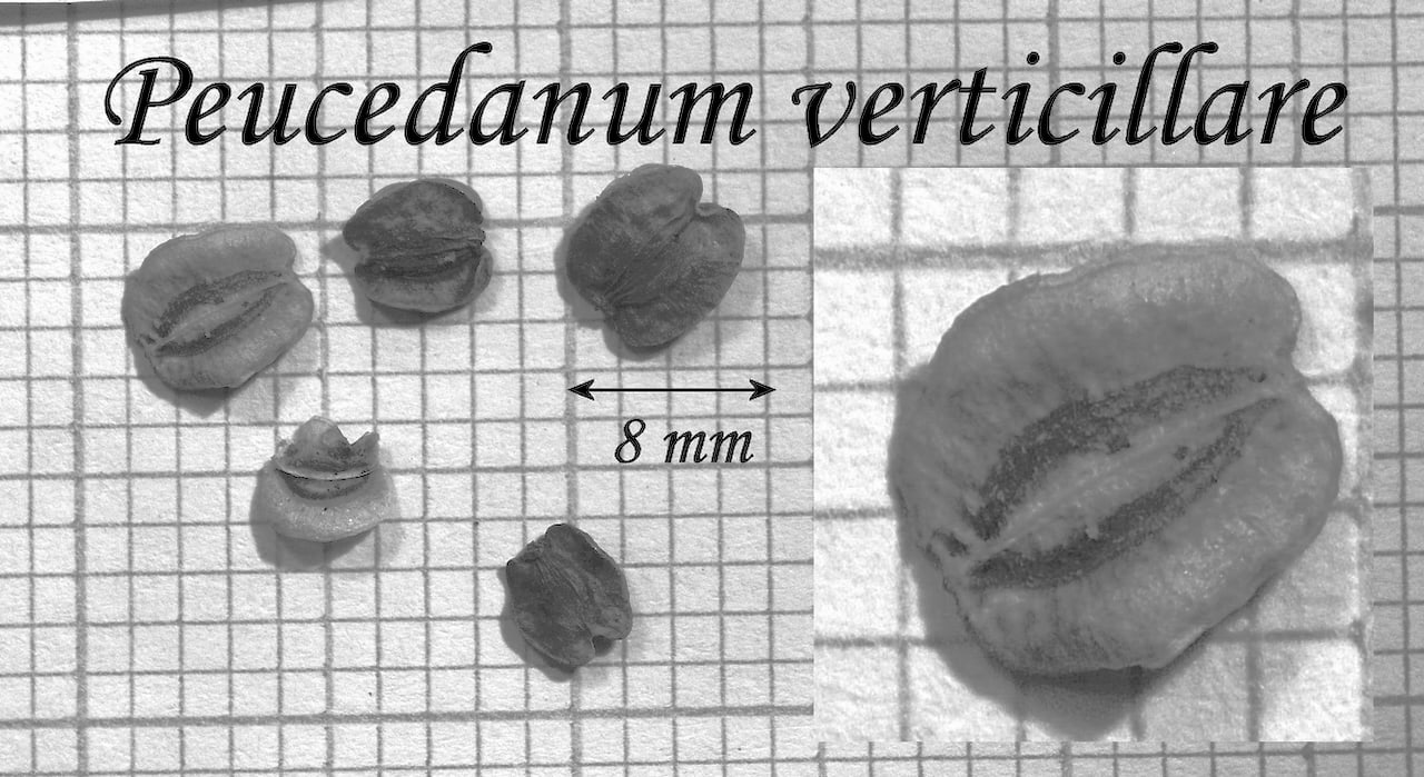 https://www.hardy-plant.org.uk/image/catalog/library/seeds/S01489.jpg