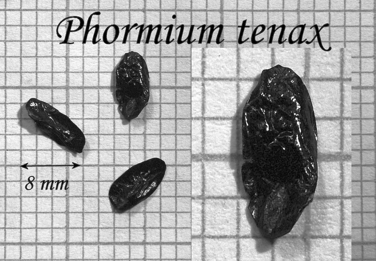 https://www.hardy-plant.org.uk/image/catalog/library/seeds/S01505.jpg