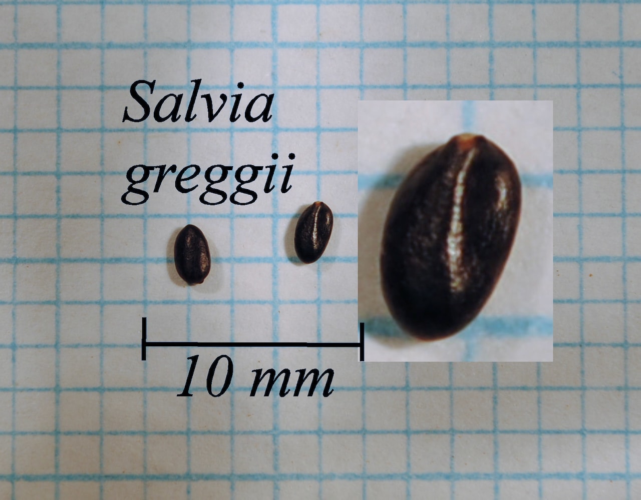 https://www.hardy-plant.org.uk/image/catalog/library/seeds/S01608.jpg