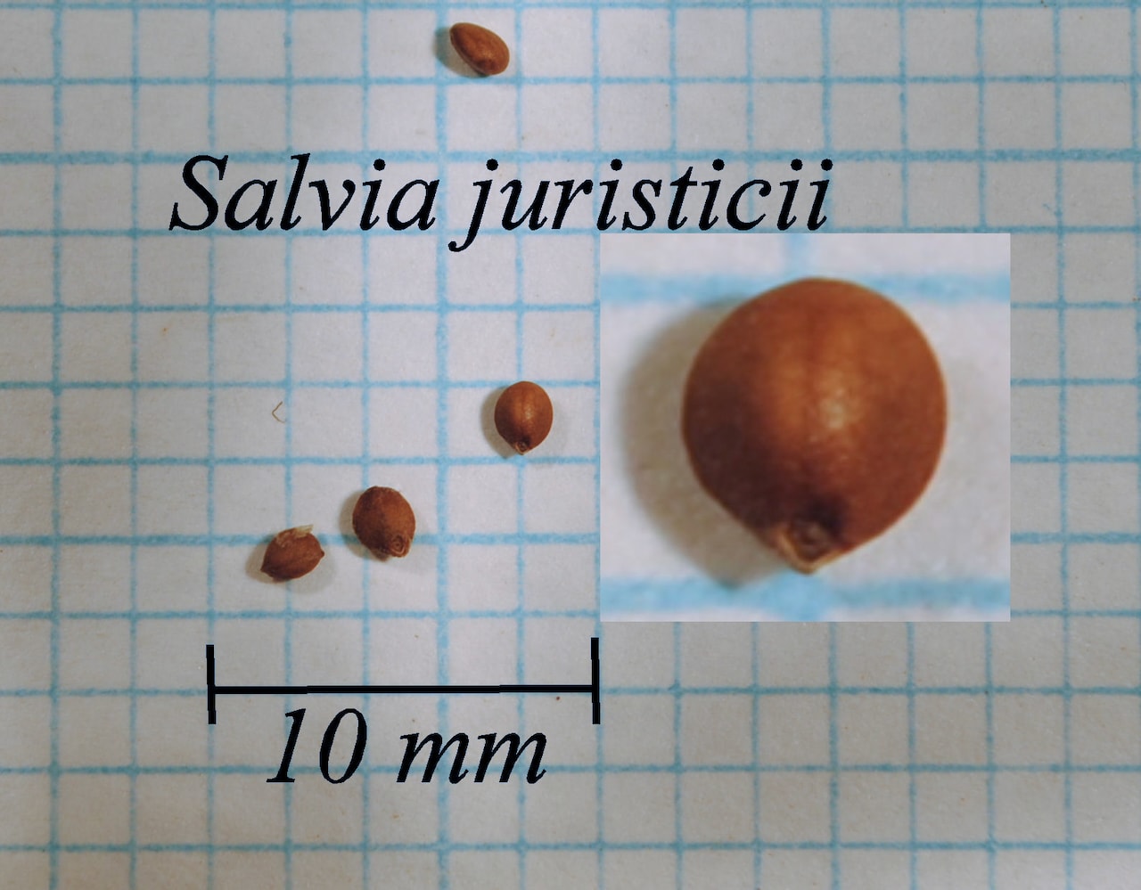 https://www.hardy-plant.org.uk/image/catalog/library/seeds/S01611.jpg